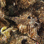 Pandalina brevirostris